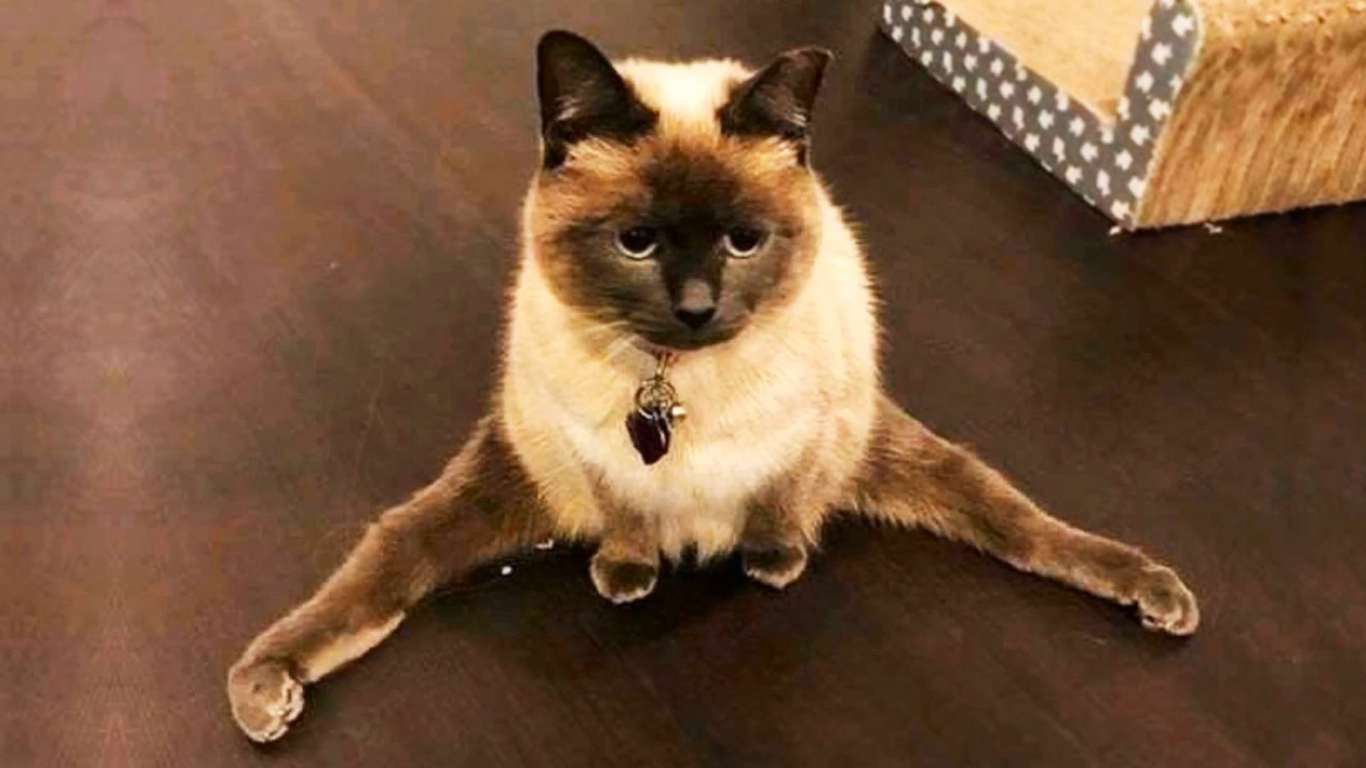 😹Смешные приколы с кошками и котятами🔥