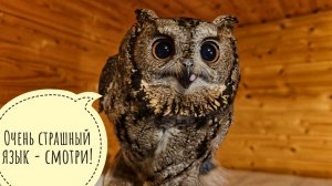 Проверяю новеньких сов утром. Выпустила из контейнера самца погулять и попить водички