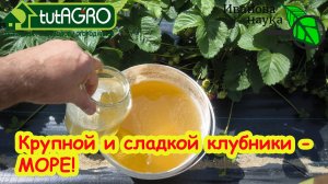 ПОДКОРМКА КЛУБНИКИ ЛЕТОМ ДЛЯ БОЛЬШОГО УРОЖАЯ🍓🍓🍓 Как выращивать вкусную крупную клубнику.