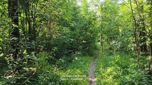 Прогулка #22 21.06.2025 #лес #Подмосковье смотреть онлайн
