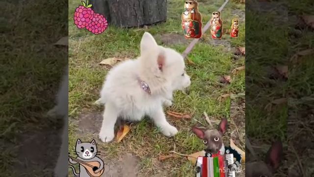 Малыши ПОМСКИ (мини-хаски)