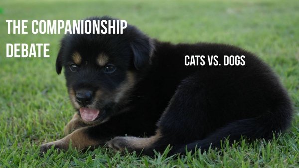 Story # 76: The Companionship Debate: Cats vs. Dogs