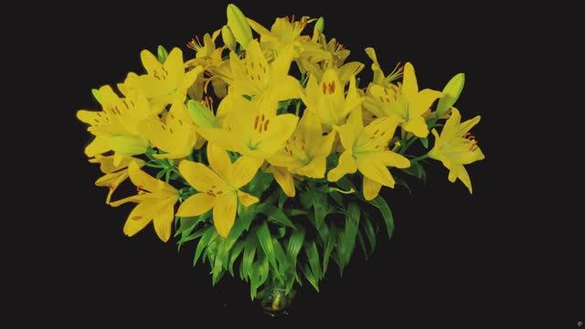 Обзор Трансформация Цветущей Лилии 4K HDR10