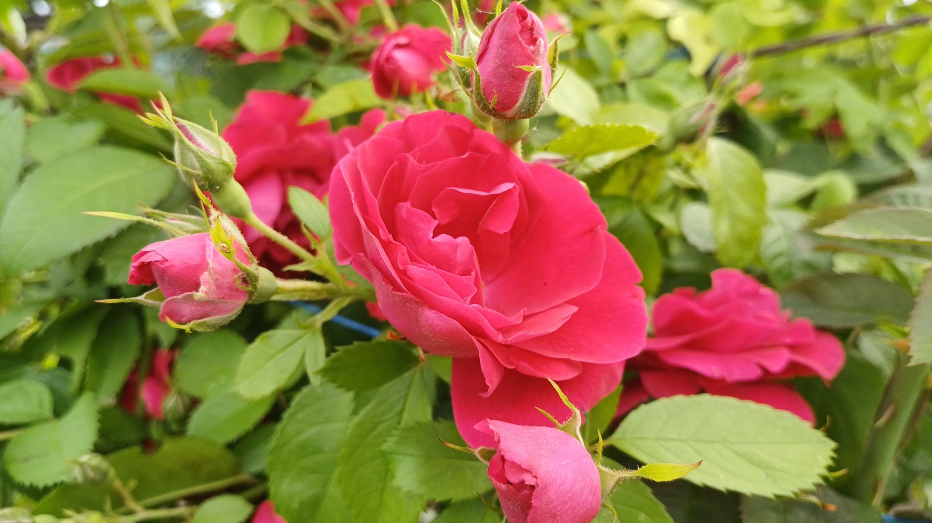 Дачные зарисовки🌿 Июнь'25☀️🌹