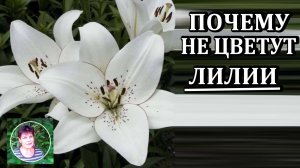 Почему не цветут лилии  Узнайте причину и как это исправить