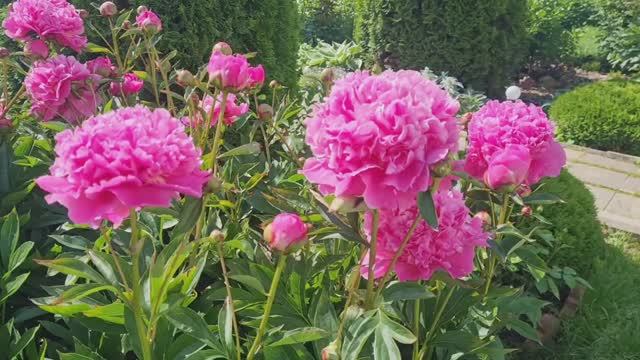 Уютная дача!🏡Обзор сада на 21 июня 2025г.🌺 смотреть онлайн