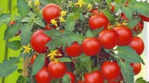 Обзор томатов "Комнатный сибиряк" и "Настенька"  семяна Алтая.