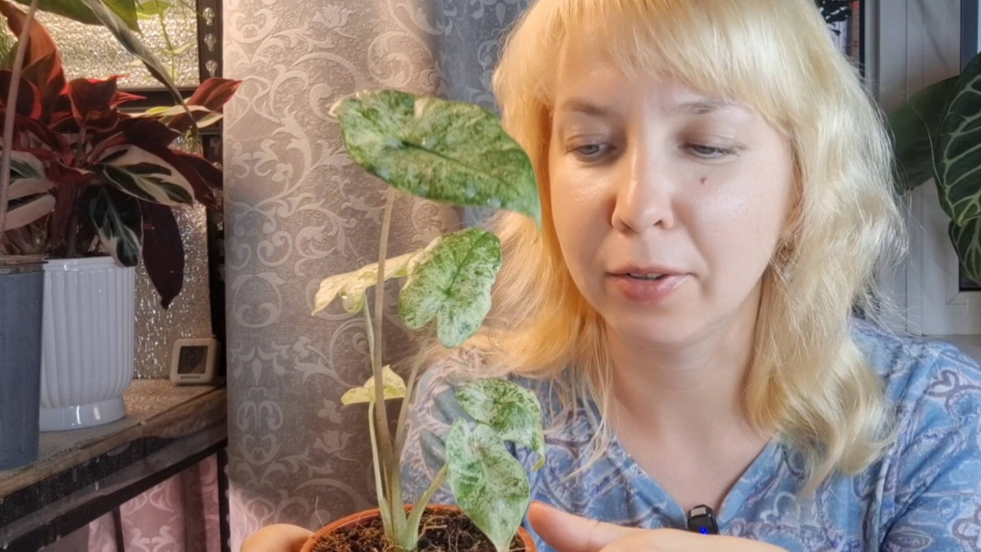 Новая вариегатная алоказия, пересадка на фитильный полив смотреть онлайн