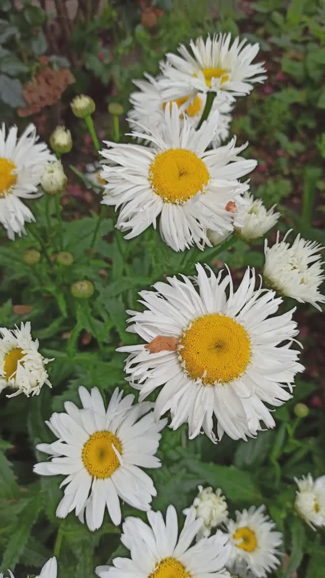 Нивяник( ромашка) Крейзи Дейзи. смотреть онлайн