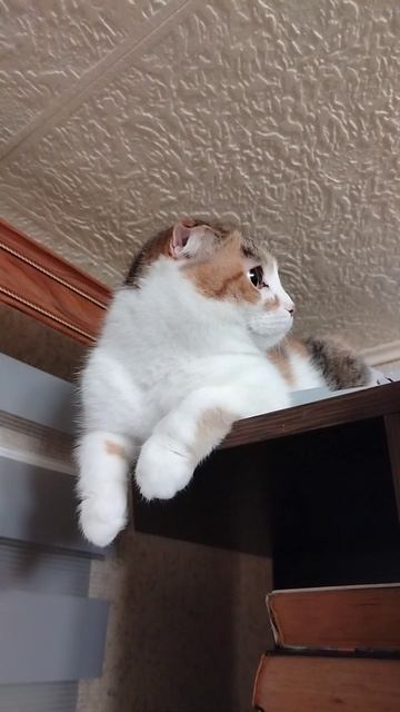 Милая КРАСОТУЛЬКА!!!🐈😽😼😻😍💋🥰❤️(кошечка Нюша!!!)🐈