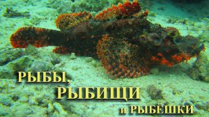 РЫБЫ, РЫБИЩИ и РЫБЁШКИ. Это просто КРАСИВО!