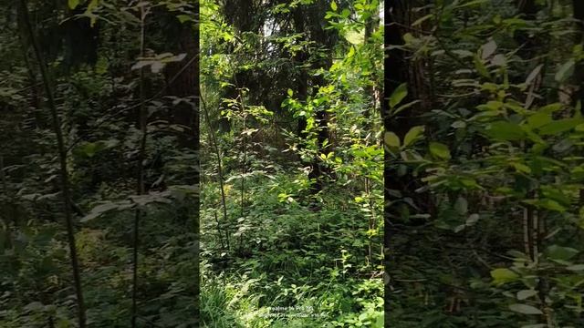 Прогулка в подмосковном лесу 21.06.2025 смотреть онлайн