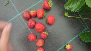 Сорт #клубники #Фалько на нашем сайте