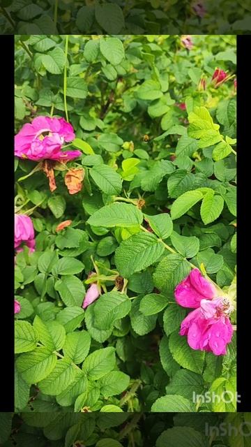 Пчела работает👍❤ смотреть онлайн