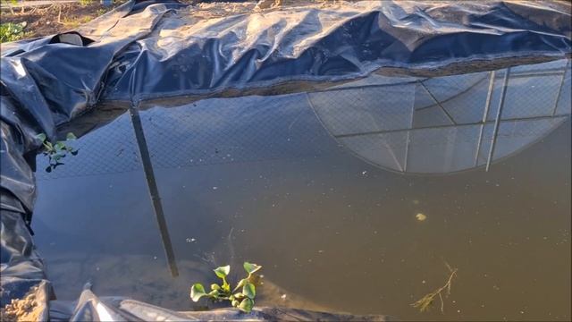 дачный пруд своими руками.