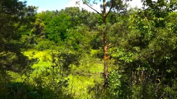 Гаряев-Матрицы.РФ__Матрица №7 Исцеление Всего Организма и Регенерация