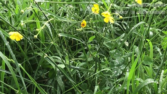 С чего начинается гроза, на этот раз она тихая, без грома и молнии. Дождь и много зелени смотреть онлайн