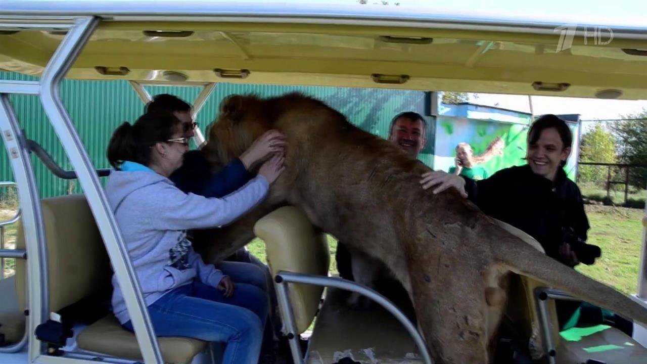 Директор сафари-парка "Тайган" в Крыму пострадал от собственного питомца смотреть онлайн
