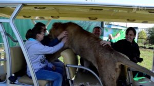Директор сафари-парка "Тайган" в Крыму пострадал от собственного питомца