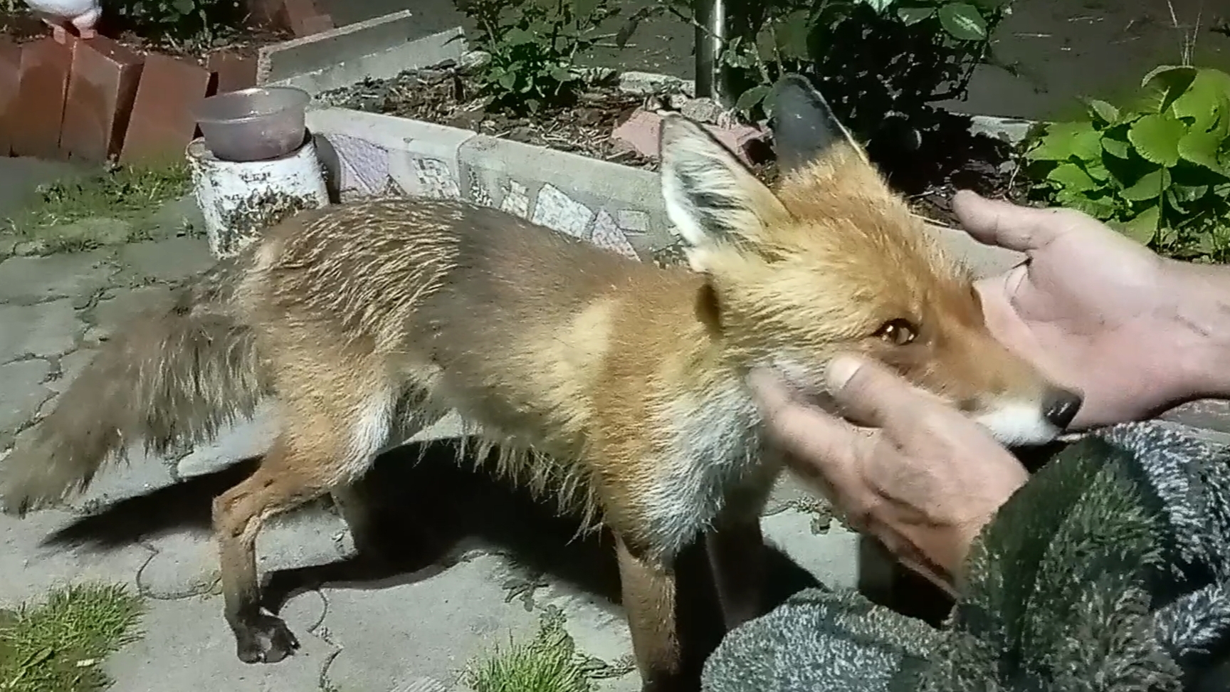 (1047) Лиса приходит в гости. Июнь 2025 смотреть онлайн