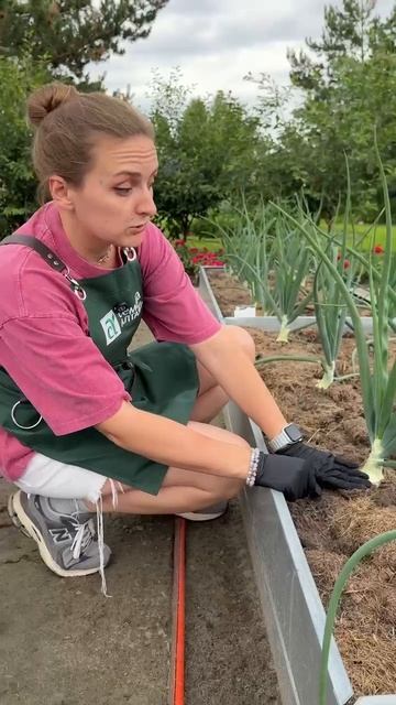 КАК ПОЛУЧИТЬ БОЛЬШОЙ УРОЖАЙ ЛУКА смотреть онлайн