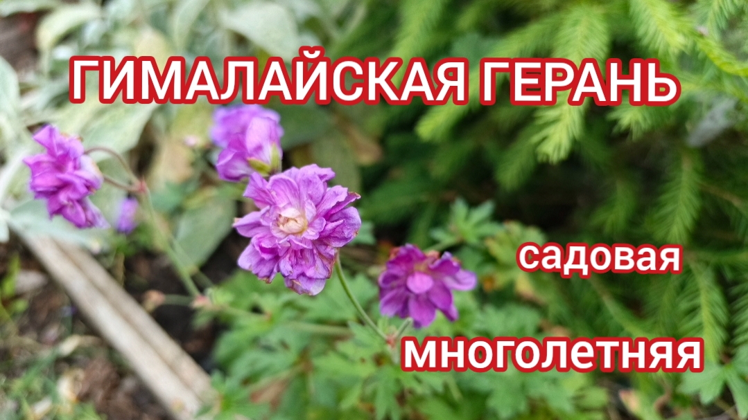 Гималайская герань. Неприхотливый многолетник для вашего сада. смотреть онлайн