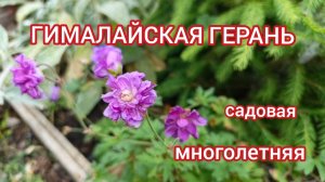 Гималайская герань. Неприхотливый многолетник для вашего сада.