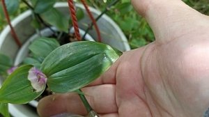 Традесканция "Застенчивая невеста"