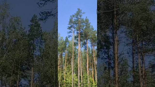 (50) Библия Евангелие от Иоанна глава 12 стих 1-11 смотреть онлайн