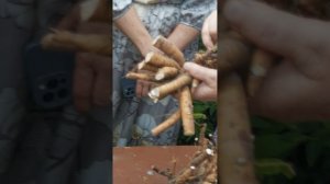 Мастер-класс по делению и посадке пионов