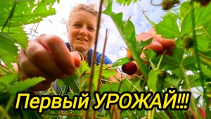 УРАА ПЕРВЫЙ УРОЖАЙ | Как там голубика | Деревенские будни | Дом в деревне