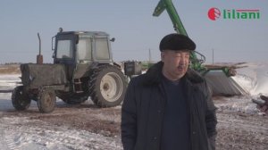 Выгрузка кукурузы из рукавов хранения в ПСК Приуральский, Оренбургская область