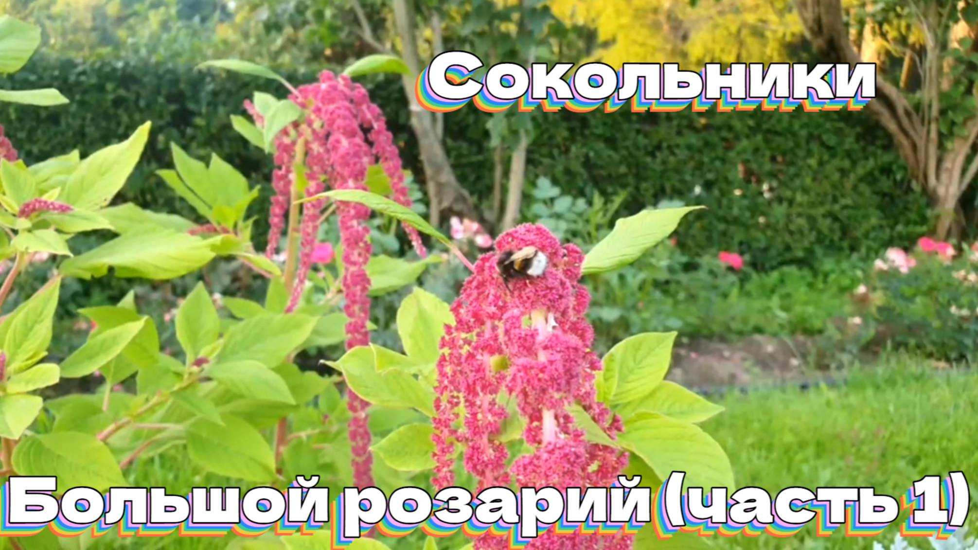 Сокольники. Большой розарий (часть1) смотреть онлайн