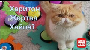 Кот Харитон. Жертва хайпа?