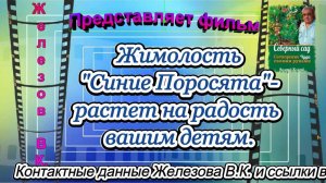 Жимолость "Синие Поросята" - растет на радость вашим детям.