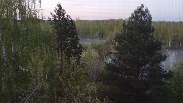 УТРЕННЯЯ ПЕСНЬ СОЛОВЬЯ смотреть онлайн