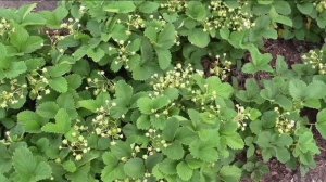 Завязи на клубнике