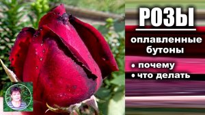 Почему на розах не раскрываются бутоны. оплавленные бутоны на розах - что делать.
