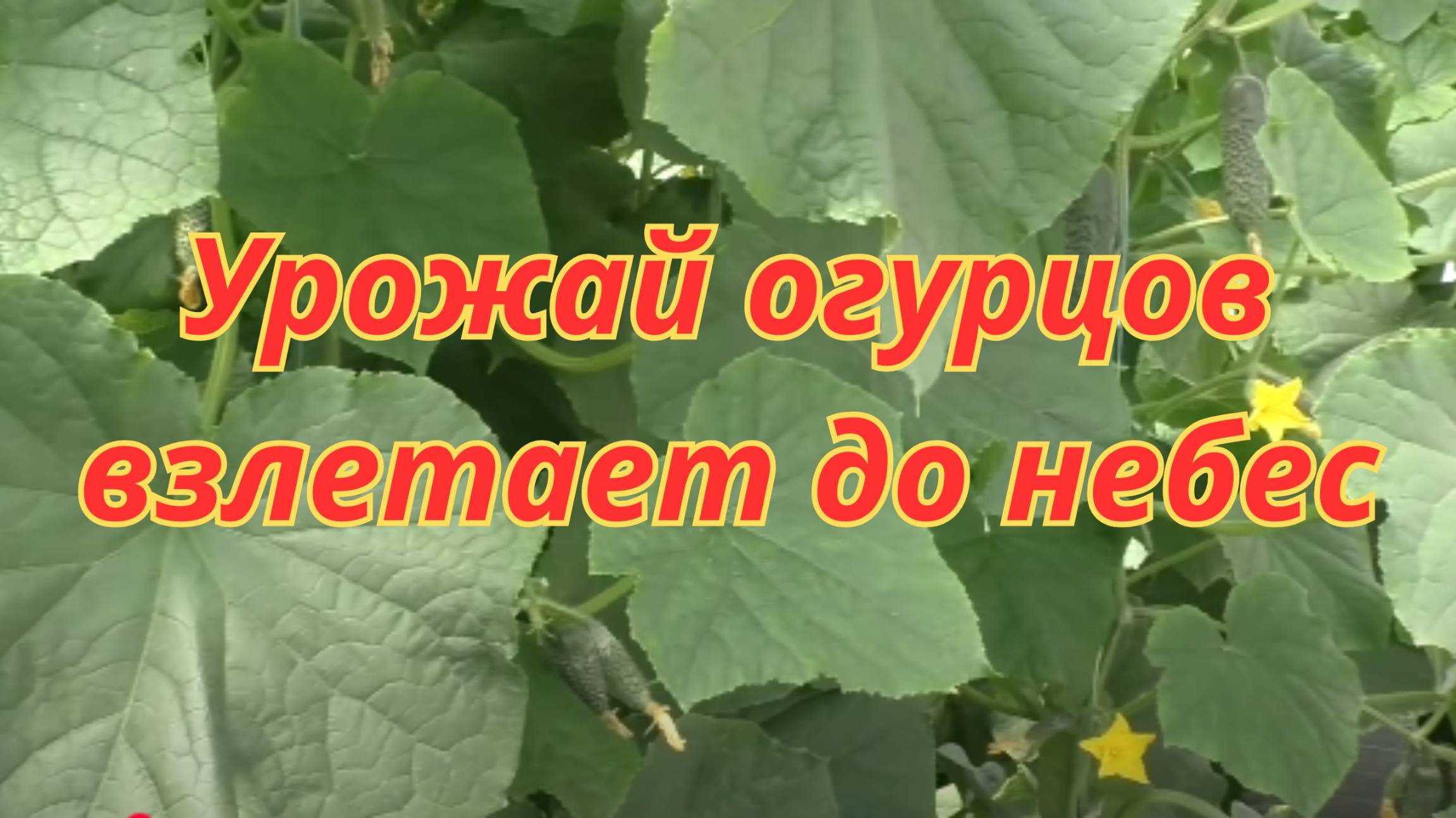Формирование огурцов в теплице: советы от профессионального агронома. смотреть онлайн