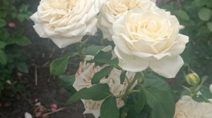 Продолжаем Обзор цветущих роз. Сезон 2025 г