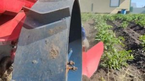 Продолжаем огребать картошку.