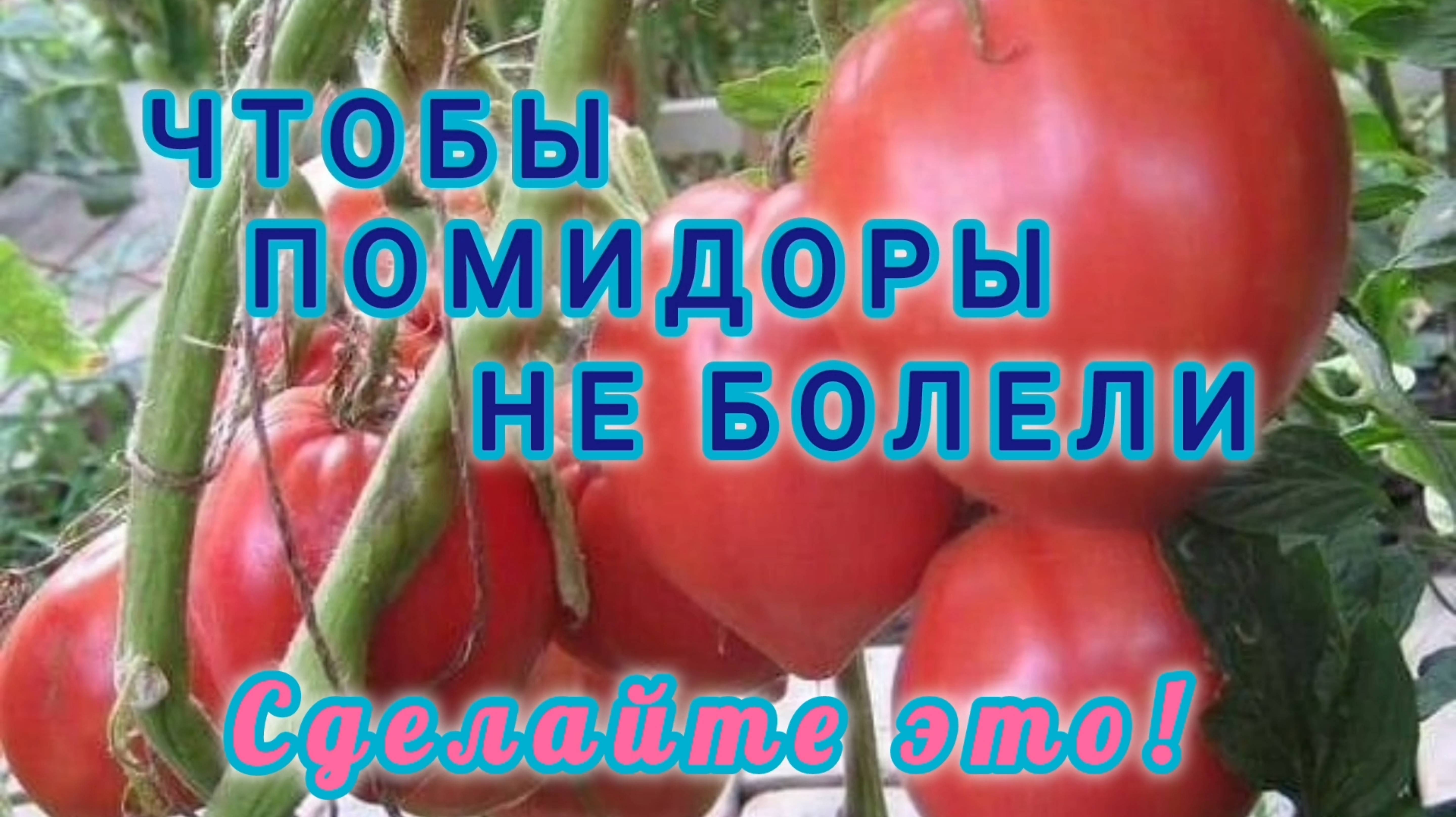 ЧТОБЫ ПОМИДОРЫ НЕ БОЛЕЛИ