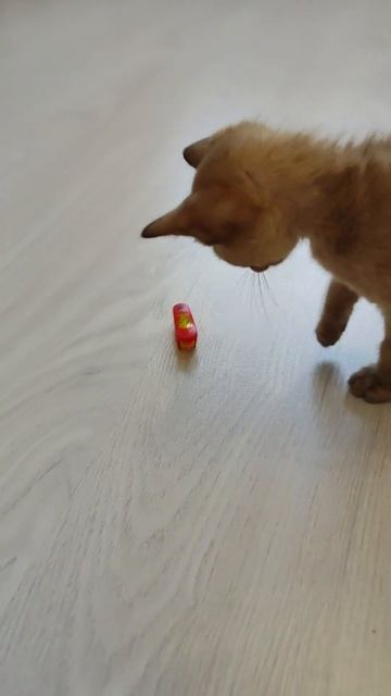 Ура! У Нас Появился Котёнок смотреть онлайн