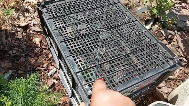 У нас жара. Спасаем черенки гортензии. смотреть онлайн