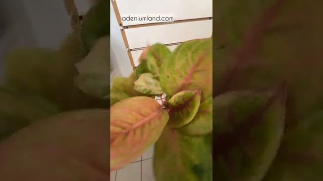 Обзор поставки аглаонем S08 июнь 2025. Часть 2