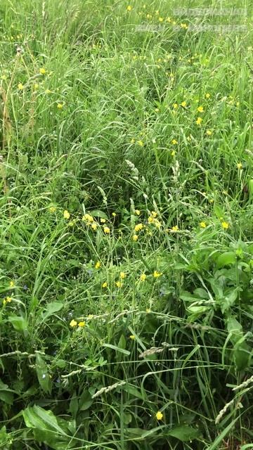 Летний дождь смотреть онлайн