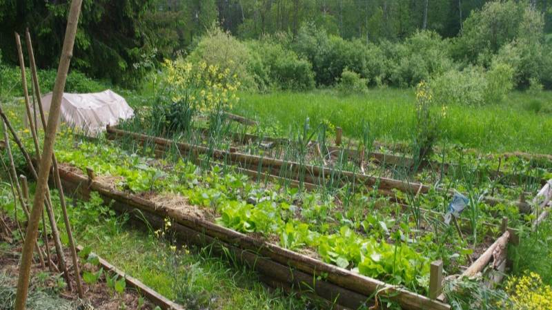 КАК ВЫБРАТЬ ГАЗОНОКОСИЛКУ | ГАЗОНОКОСИЛКА ДЛЯ ОГОРОДА И САДА | ТЕСТ КОСИЛКИ | ТРАВА | КОСИМ