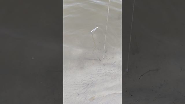 рыбалка//окушкимелочь//