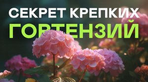 Пышные Гортензии Нельзя Вырастить Если Не Знать Эти Сорта!