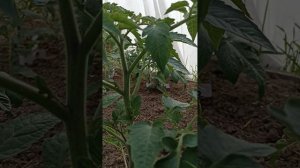 лёгкий способ формирования детерминантных томатов